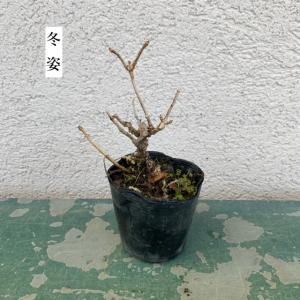 苗:のりうつぎ* ノリウツギの詳細画像1