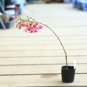 幼木苗:富士桜(赤花八重咲・バラ咲)*ふじさくら...の商品画像