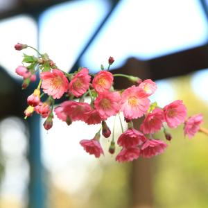 幼木苗:富士桜(赤花八重咲・バラ咲)*ふじさく...の詳細画像1