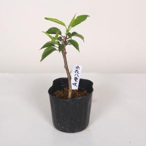 幼木苗:富士桜(赤花八重咲・バラ咲)*ふじさく...の詳細画像2