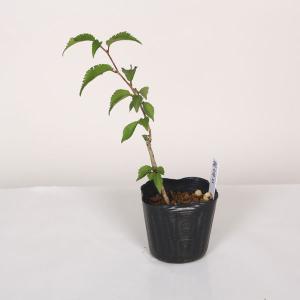 幼木苗：富士桜（桃富士）｜y-bonsai