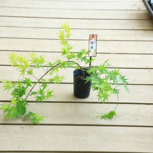 送料無料 庭木・植木：流泉もみじ*(りゅうせんしだれ）しだれモミジ