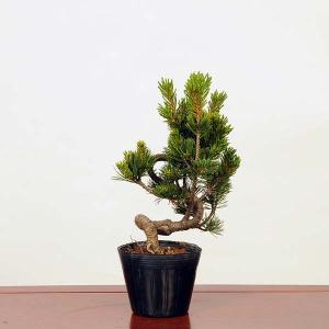 苗：宮島五葉松（小）*ミヤジマゴヨウマツ｜y-bonsai