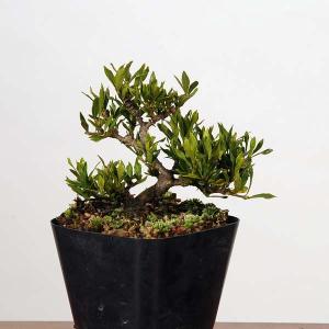 盆栽素材苗：特選くちなし 喜代誉 * 梔子 キヨホマレ｜y-bonsai