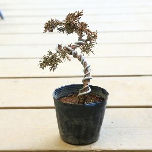 苗：真柏（曲・大）*シンパク しんぱく｜y-bonsai