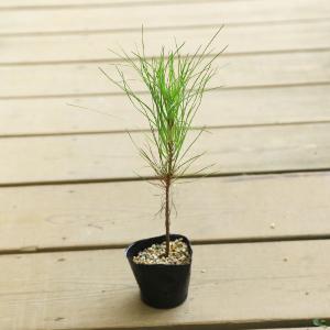 ダイオウショウ（大王松） 4号鉢植え 爆買いweek : 苗木部 花ひろば