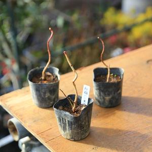 幼木苗:紅梅(一重咲)*ウメ うめの詳細画像1
