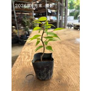 幼木苗:紅梅(一重咲)*ウメ うめの詳細画像2