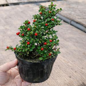 苗・盆栽苗：紅紫檀（紅したん）*ベニシタン