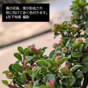 苗・盆栽苗:紅紫檀(紅したん)*ベニシタンの詳細画像1