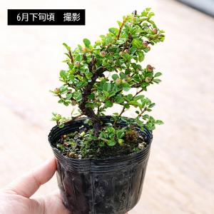 苗・盆栽苗:紅紫檀(紅したん)*ベニシタンの詳細画像2