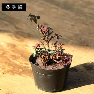 苗・盆栽苗:紅紫檀(紅したん)*ベニシタンの詳細画像3
