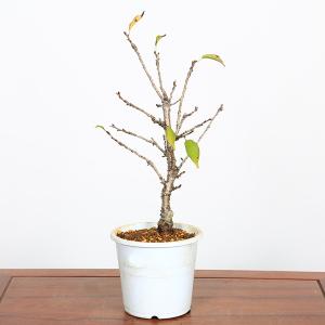 【元気な訳あり苗】：御殿場桜（プラ鉢）* ゴテンバザクラ ごてんばざくら