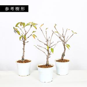 【元気な訳あり苗】:御殿場桜(プラ鉢)* ゴテ...の詳細画像1