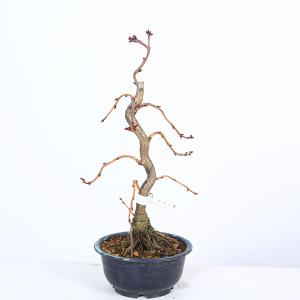 苗：鬱金桜* うこんざくら ウコンザクラ