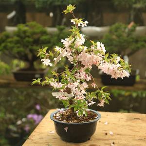 苗：十月桜 (大)* ジュウガツザクラ