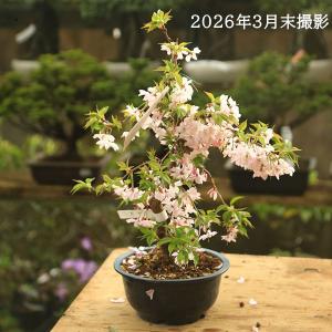 苗:十月桜 (大)* ジュウガツザクラの詳細画像1