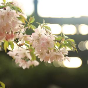 苗:十月桜 (大)* ジュウガツザクラの詳細画像2