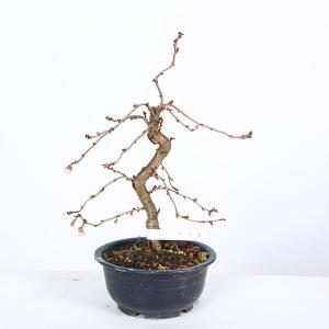 苗:十月桜 (大)* ジュウガツザクラの詳細画像3