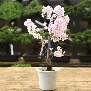 苗：御殿場桜 * ゴテンバザクラ