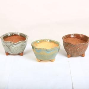 小品盆栽：早乙女さつき 現品*サツキ satsuki 送料無料 : 遊恵盆栽