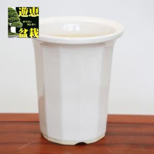 貴船糸掛石*（一品限り 現品物） : 遊恵盆栽 Yahoo!店 - 通販