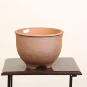 庭木：カクレミノ(小)* : 遊恵盆栽 Yahoo!店 - 通販 - Yahoo!ショッピング