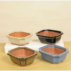 盆栽 特選：皐月(大盃)現品*さつき サツキ Rhododendron indicum