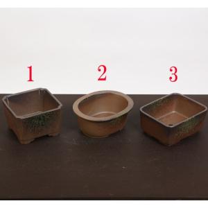小品盆栽 品種が選べる：木瓜の花 (瀬戸焼三彩鉢)*放春花ボケbonsai