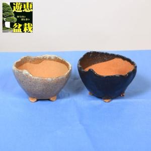 鉢：国産楽風観音竹鉢 4.5号【サナ付】*資材 : 遊恵盆栽 Yahoo!店