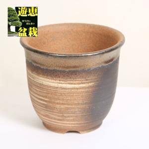 中品盆栽：糸魚川真柏【現品】*【大型ヤマト便配送】 【送料無料