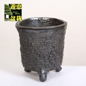 大品盆栽：糸魚川真柏【現品】*【当店へご来店引き取りの方限定