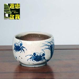 大品盆栽：糸魚川真柏【現品】*【当店へご来店引き取りの方限定