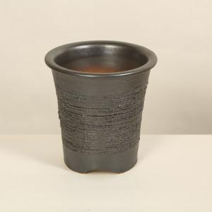 盆栽：特選皐月(金采)現品*さつき サツキ Rhododendron indicum