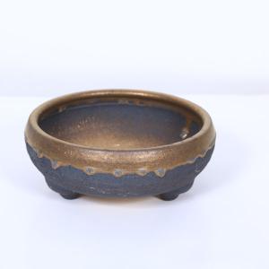 大品盆栽：糸魚川真柏【現品】*【当店へご来店引き取りの方限定