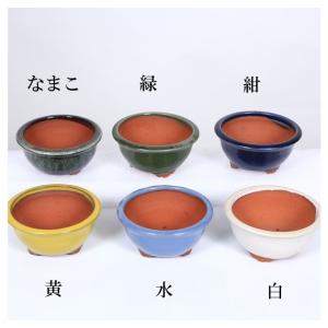 盆栽小鉢：美芸（常滑）丸エン付三面龍鉢 11.4cm*資材 : 遊恵