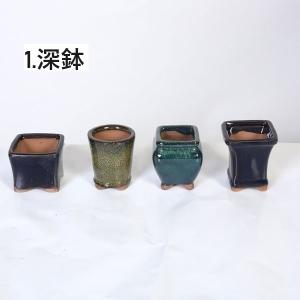 鉢:中国小鉢10点セット 2.5号-A*資材の詳細画像1