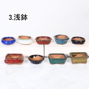 鉢:中国小鉢10点セット 2.5号-A*資材の詳細画像3
