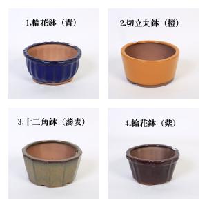特価鉢:中国中深鉢 5号*資材の詳細画像2