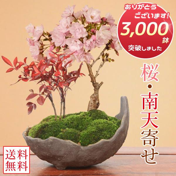 桜盆栽：桜・南天寄せ植え(くらま鉢)* (2026年開花終了) さくら お花見 誕生日 祝 ギフト ...