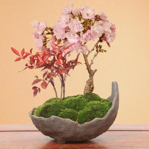 桜盆栽:桜・南天寄せ植え(くらま鉢)* (20...の詳細画像1