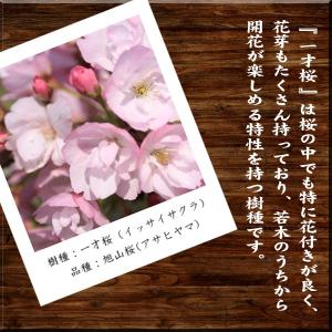 桜盆栽:桜・南天寄せ植え(くらま鉢)* (20...の詳細画像2