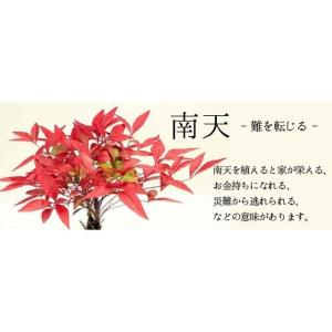 桜盆栽:桜・南天寄せ植え(くらま鉢)* (20...の詳細画像4