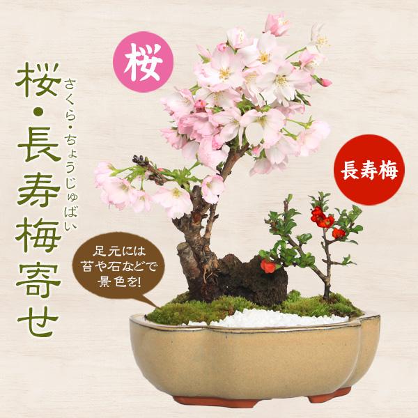 盆栽：桜・長寿梅寄せ植え*(2026年開花終了)  (モッコ桑染色陶器鉢) 石 苔 寒水付き鉢植えさ...