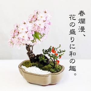 盆栽:桜・長寿梅寄せ植え*(2026年開花終了...の詳細画像1