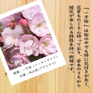盆栽:桜・長寿梅寄せ植え*(2026年春開花予...の詳細画像2
