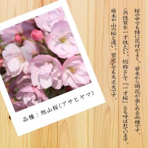 盆栽:桜・長寿梅寄せ植え*(2026年開花終了...の詳細画像2