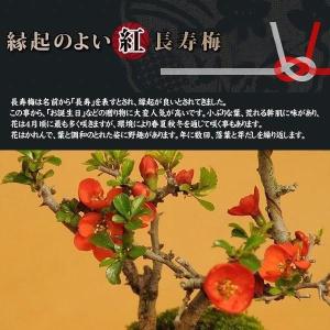 盆栽:桜・長寿梅寄せ植え*(2026年春開花予...の詳細画像3