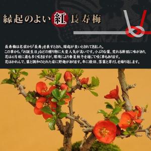 盆栽:桜・長寿梅寄せ植え*(2026年開花終了...の詳細画像3