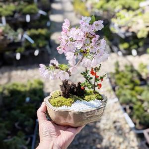 盆栽:桜・長寿梅寄せ植え*(2026年開花終了...の詳細画像4